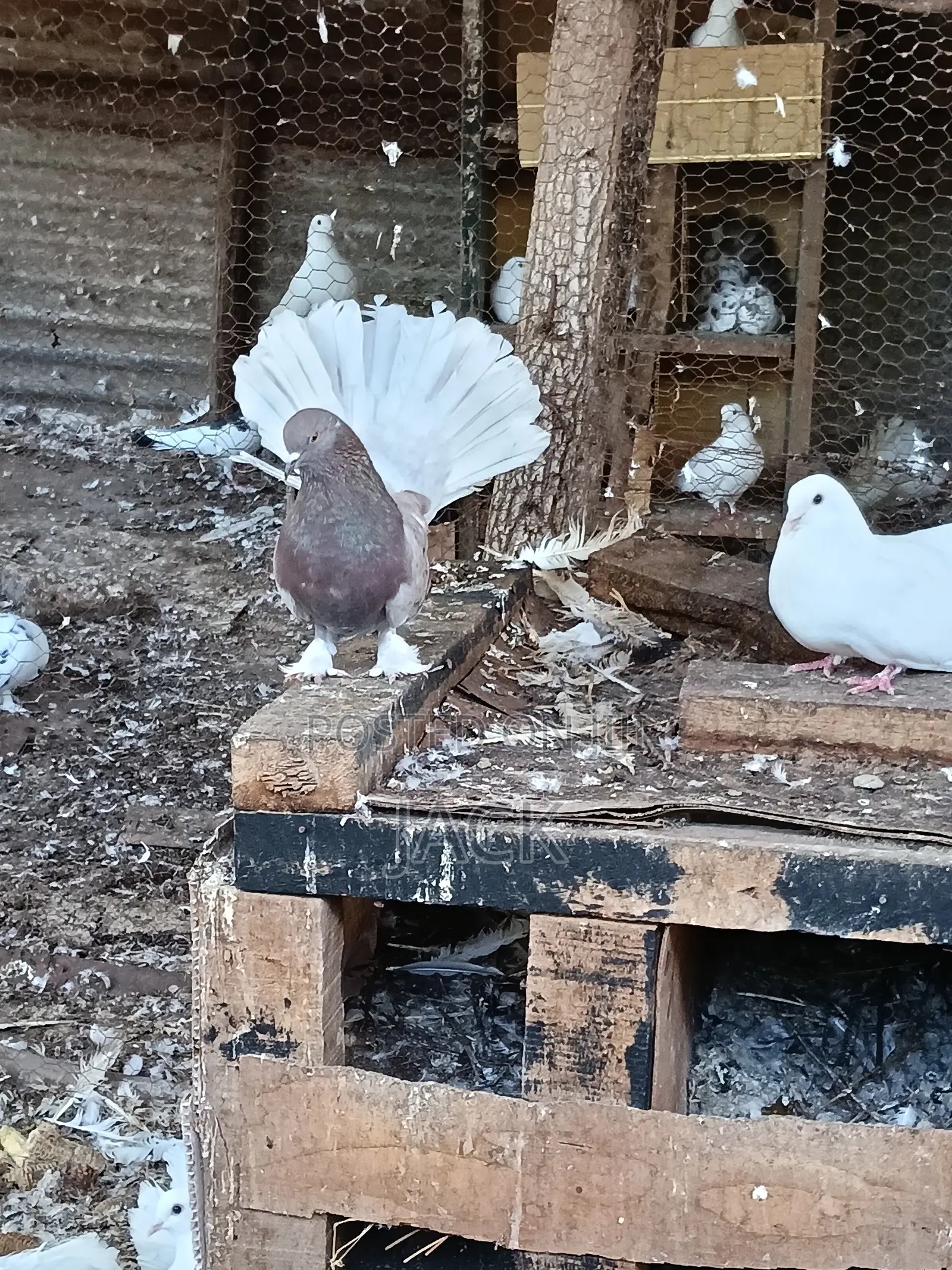 Local and Local Cross Fantail Pigeons