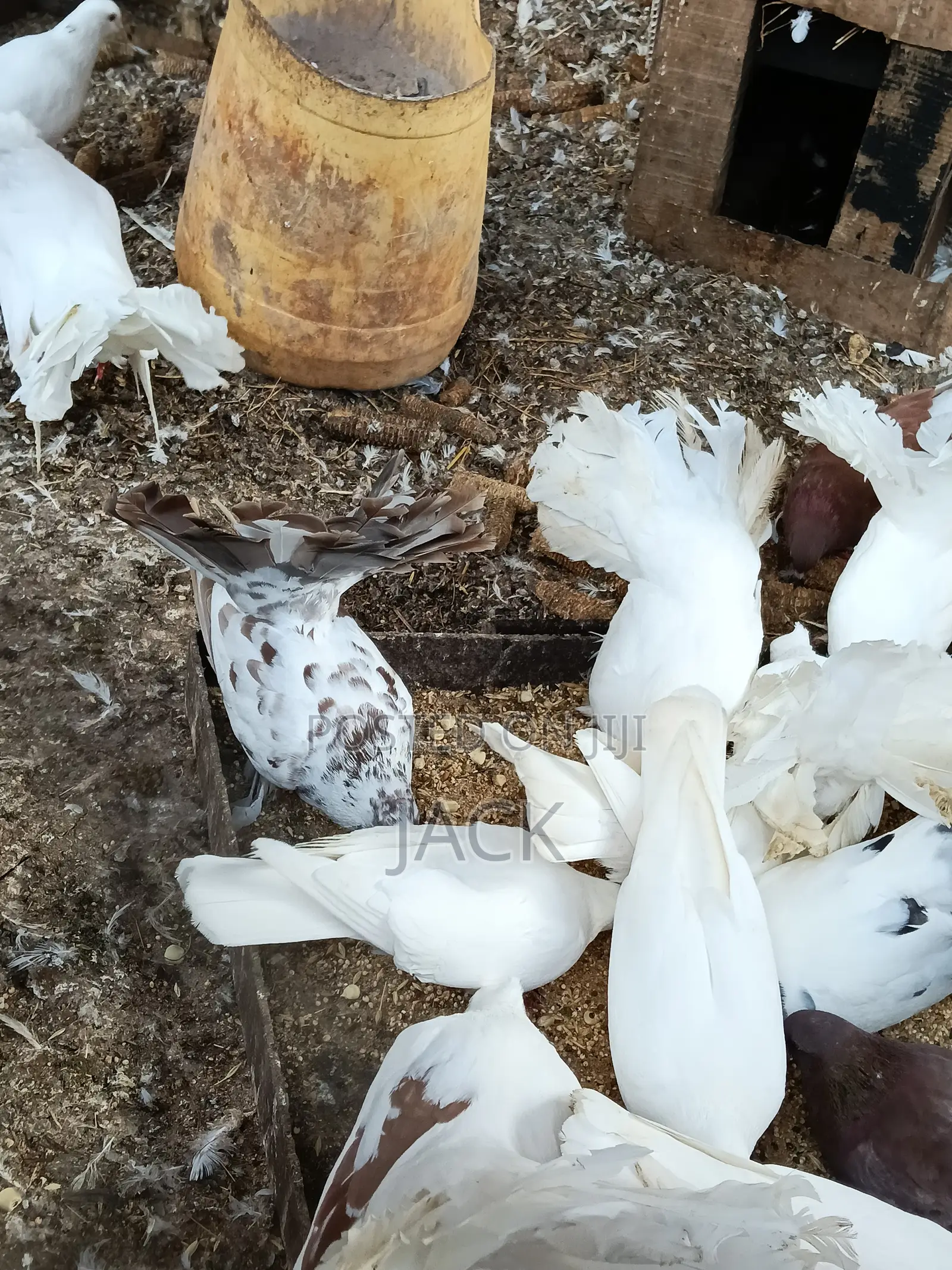 Local and Local Cross Fantail Pigeons