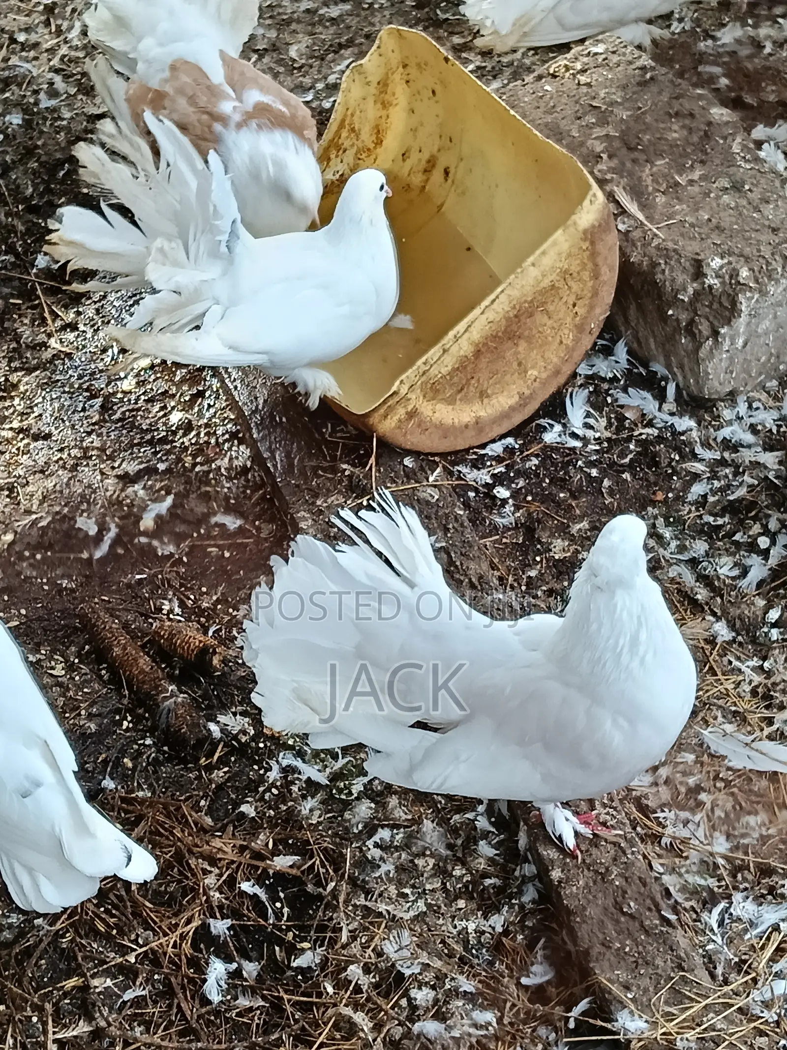 Local and Local Cross Fantail Pigeons