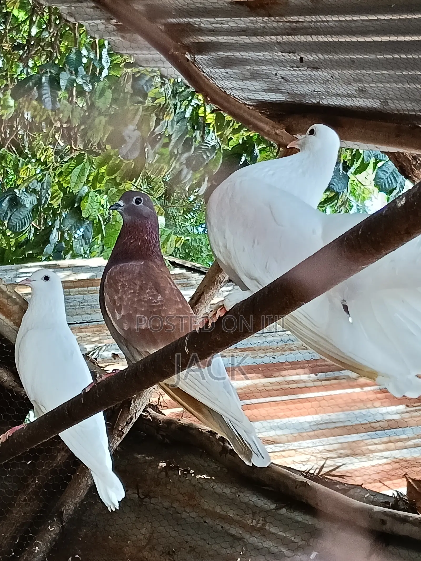 Local and Local Cross Fantail Pigeons