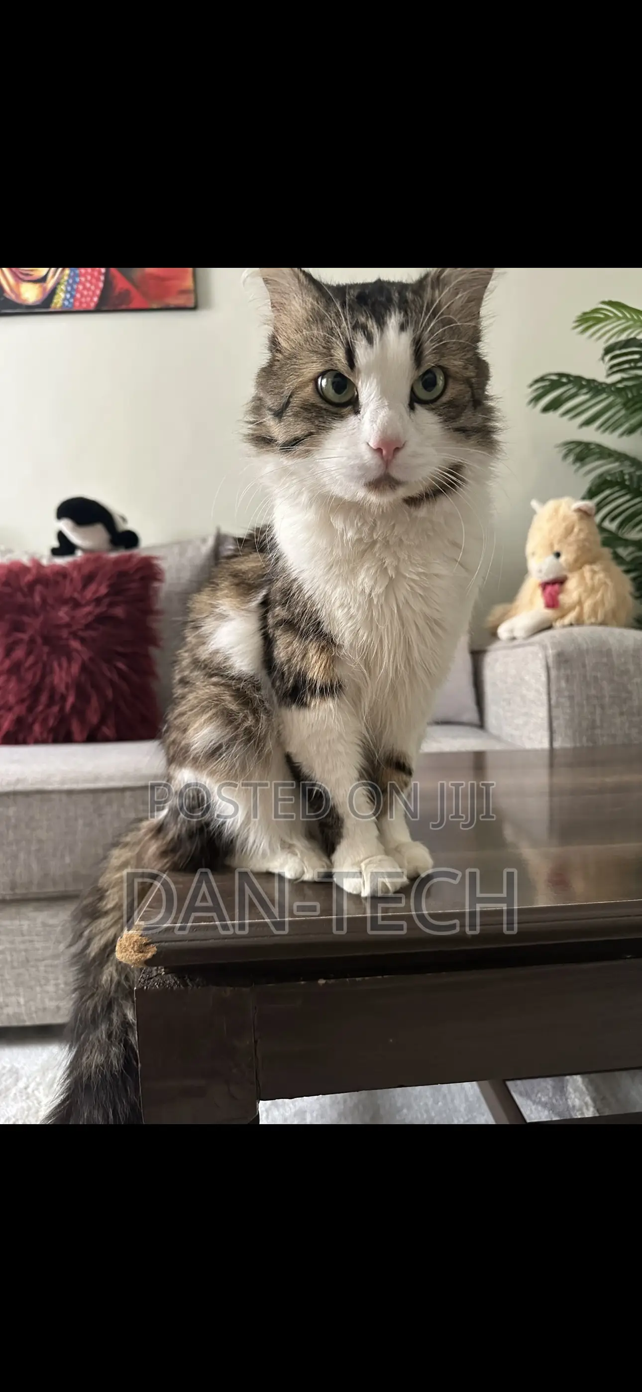 1+ year Female Purebred Ragdoll