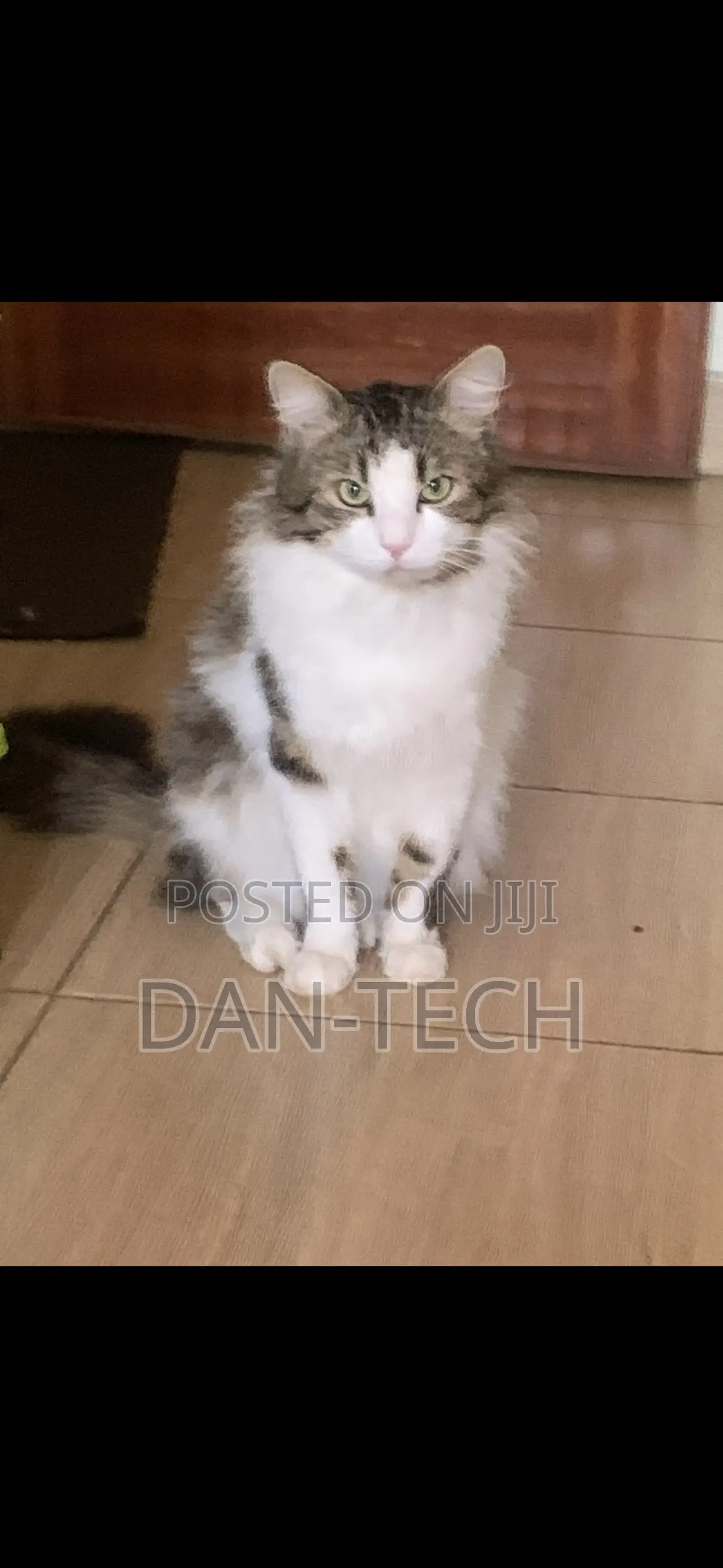 1+ year Female Purebred Ragdoll