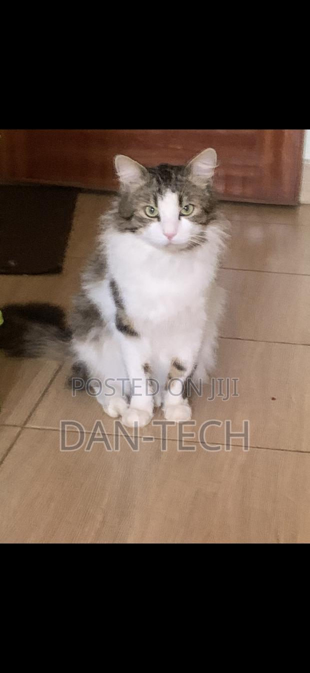 1+ year Female Purebred Ragdoll - thumbnail 2