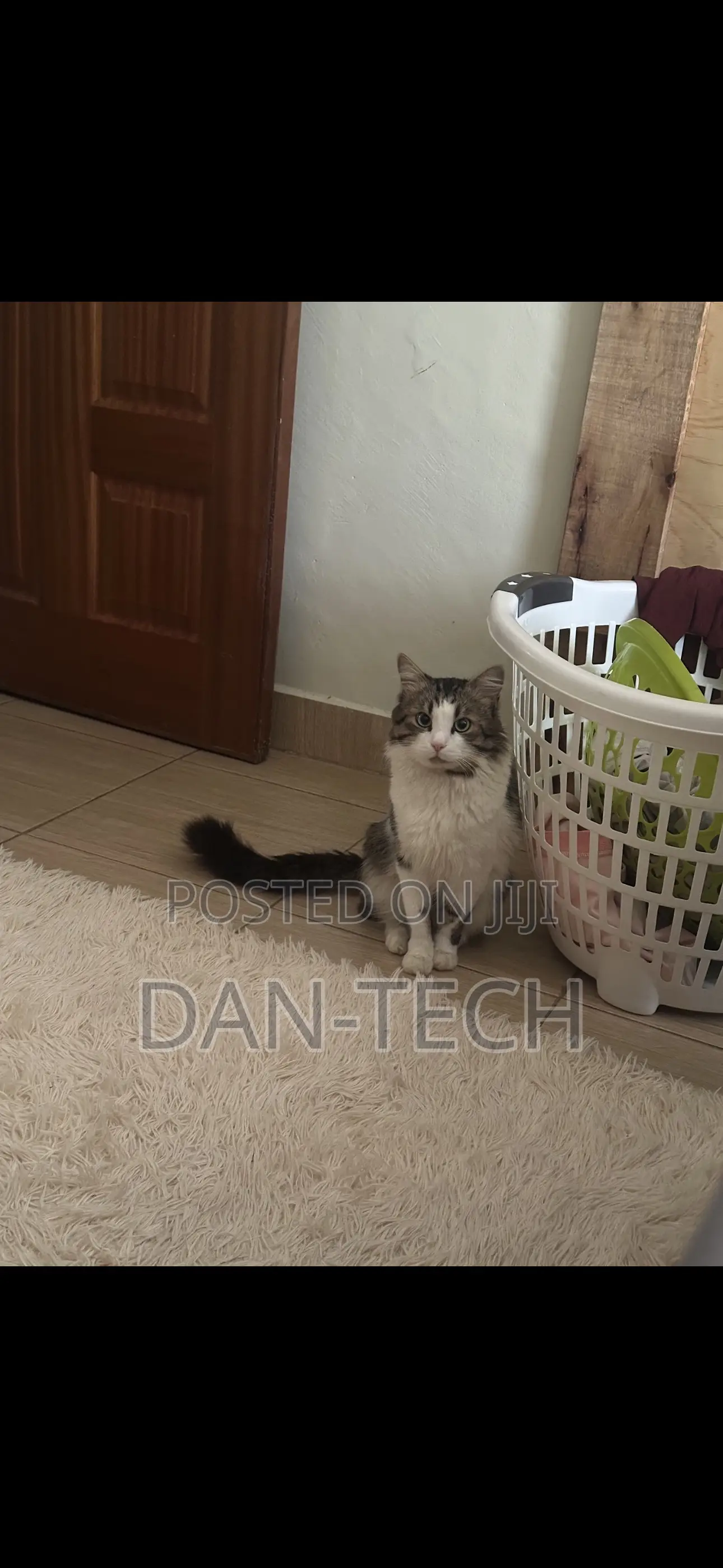 1+ year Female Purebred Ragdoll