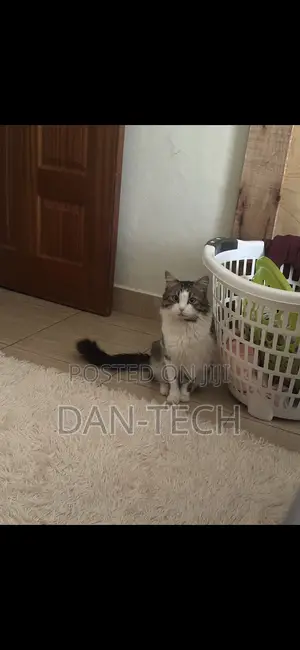 1+ year Female Purebred Ragdoll