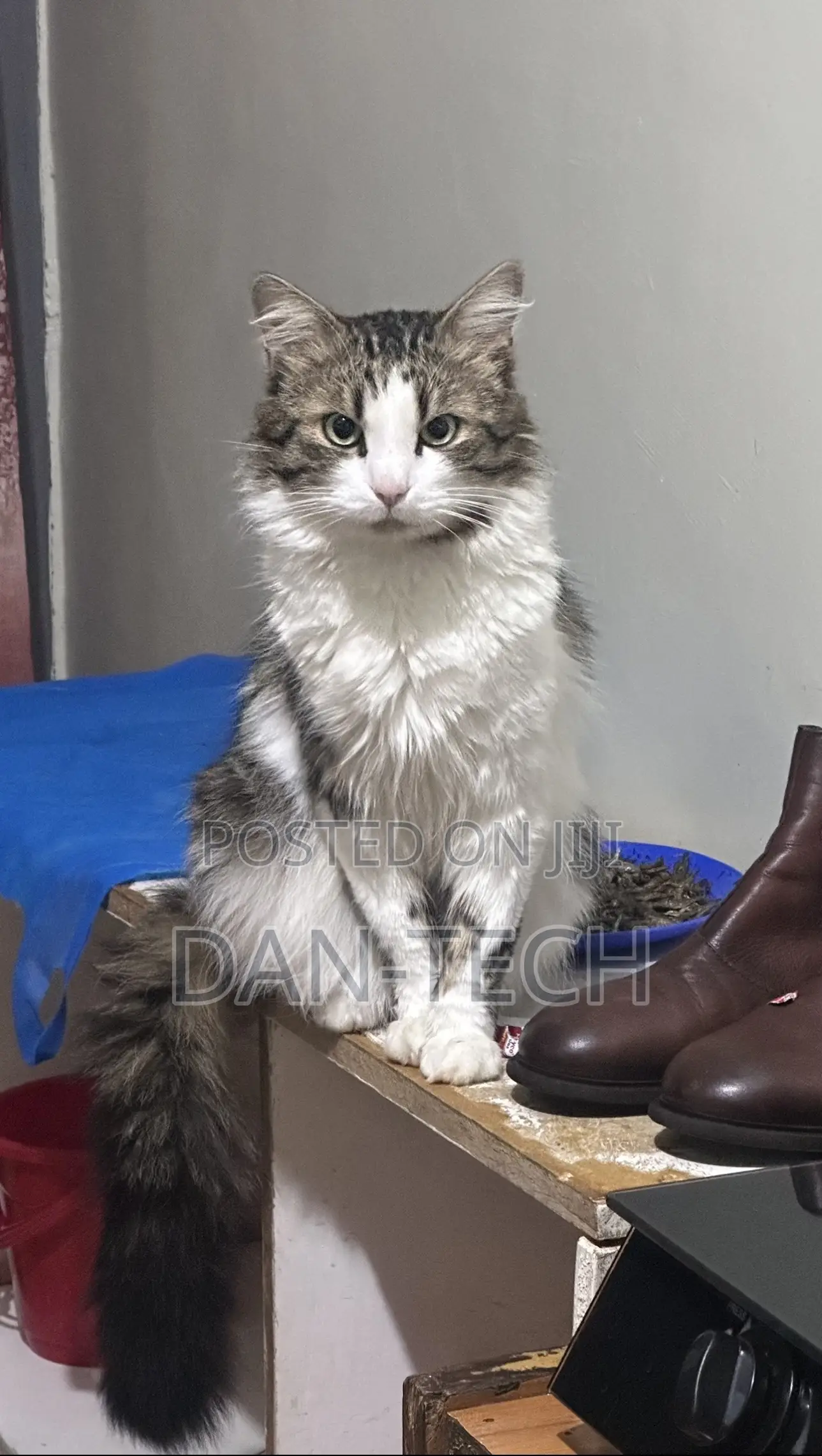1+ year Female Purebred Ragdoll