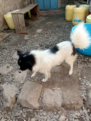 1+ year Male Purebred American Eskimo