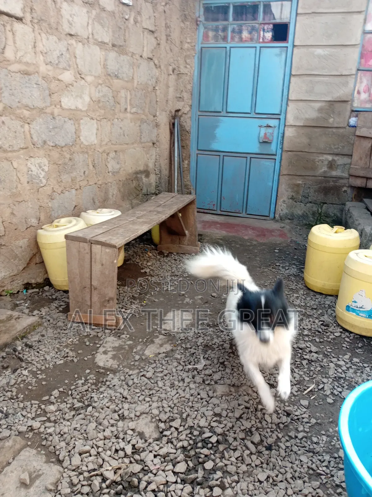 1+ year Male Purebred American Eskimo