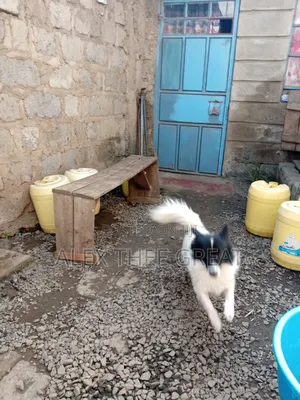 1+ year Male Purebred American Eskimo