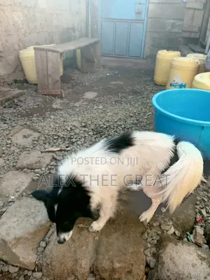 1+ year Male Purebred American Eskimo