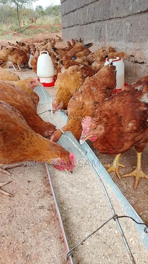Chicken Dual