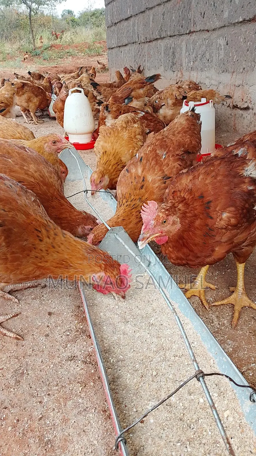 Improved Chicken for Sale