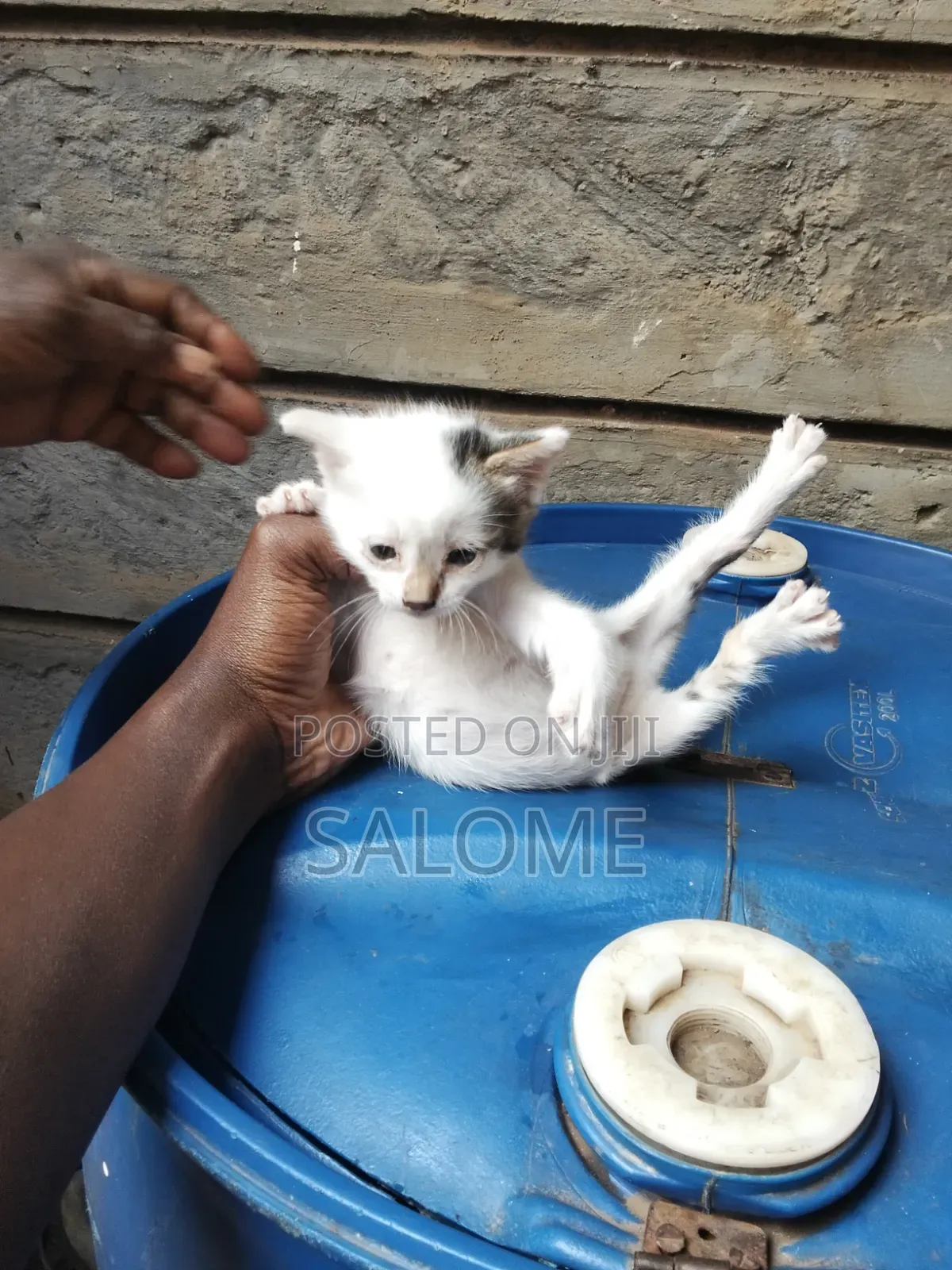 1-3 months Female Mixed Breed Cat