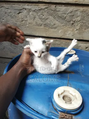 1-3 months Female Mixed Breed Cat