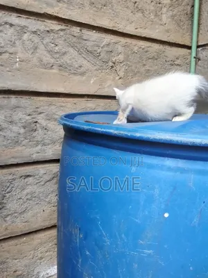 1-3 months Female Mixed Breed Cat