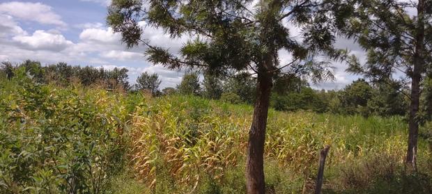 2 Acres Farmland Chaaria - main view