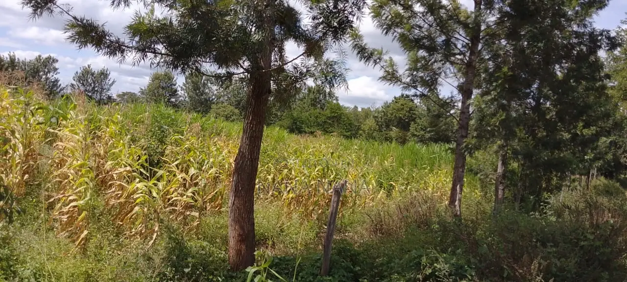 2 Acres Farmland Chaaria