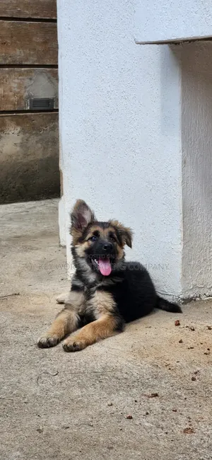 1-3 months Male Purebred German Shepherd