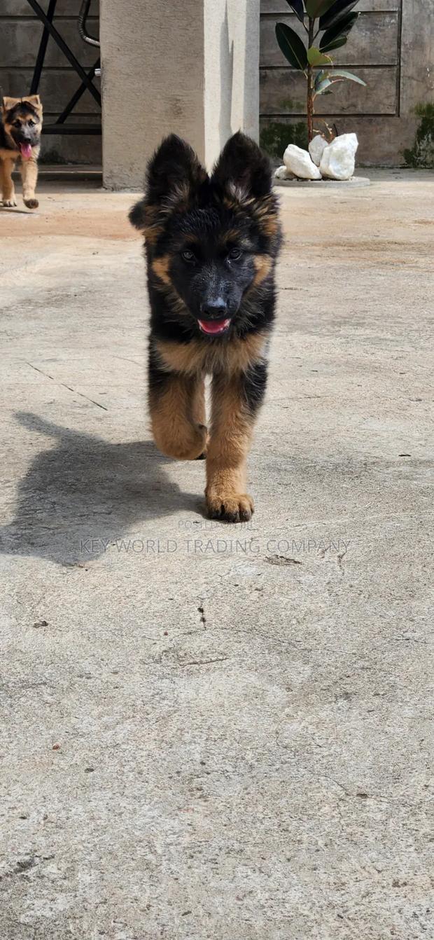1-3 months Male Purebred German Shepherd - thumbnail 2