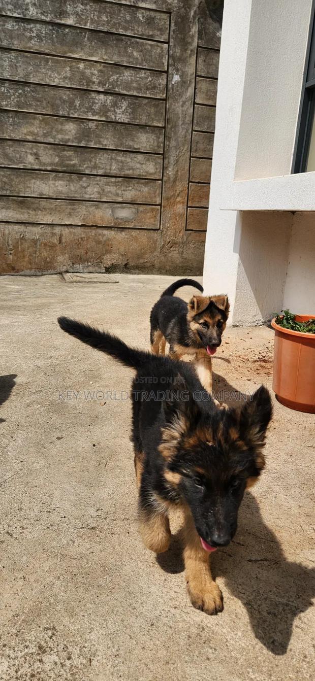 1-3 months Male Purebred German Shepherd - thumbnail 3