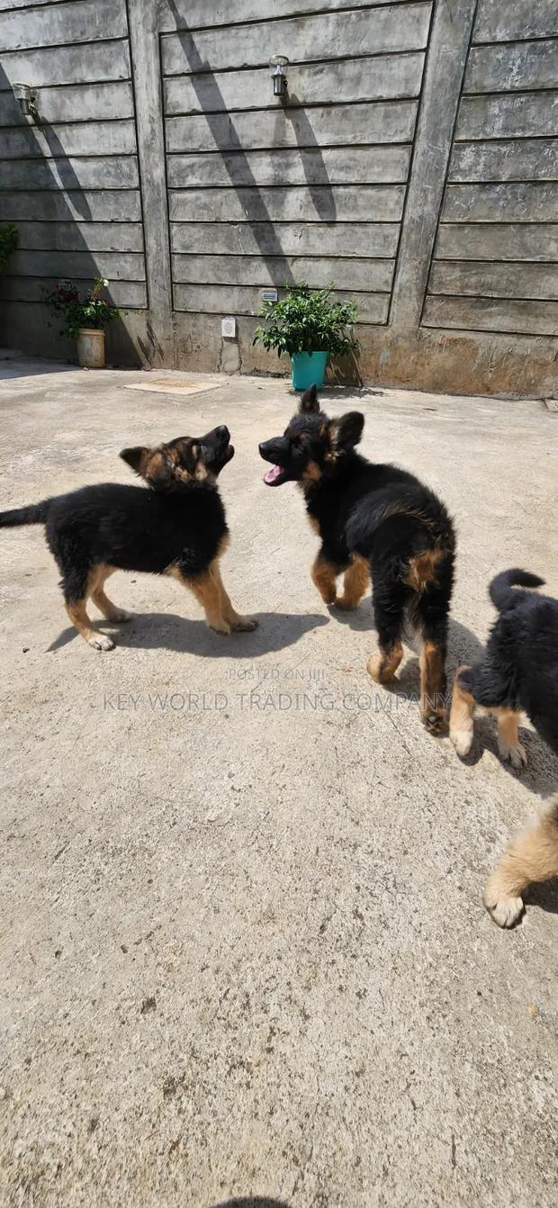 1-3 months Male Purebred German Shepherd - thumbnail 4