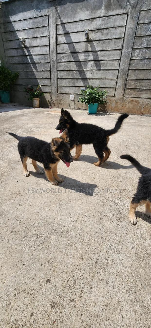 1-3 months Male Purebred German Shepherd - thumbnail 5