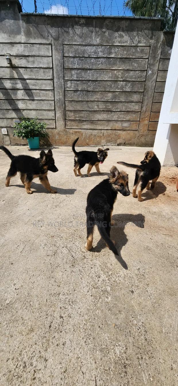 1-3 months Male Purebred German Shepherd - thumbnail 6