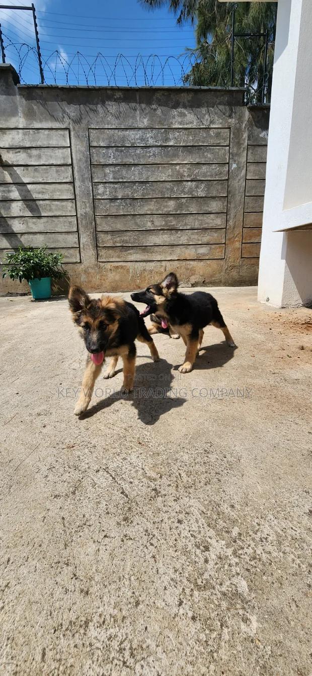 1-3 months Male Purebred German Shepherd - thumbnail 7