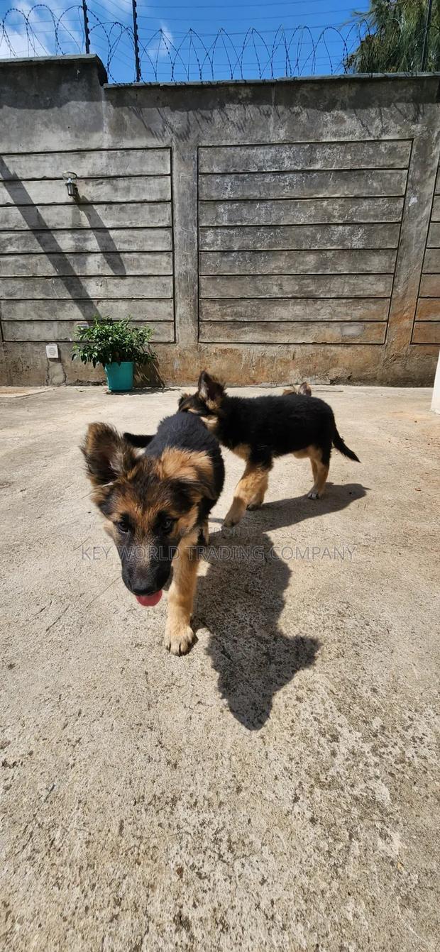 1-3 months Male Purebred German Shepherd - thumbnail 8