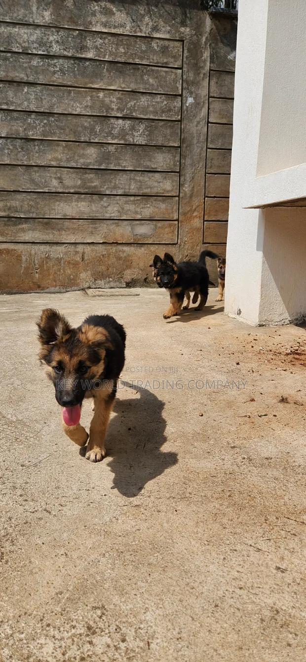 1-3 months Male Purebred German Shepherd - thumbnail 9