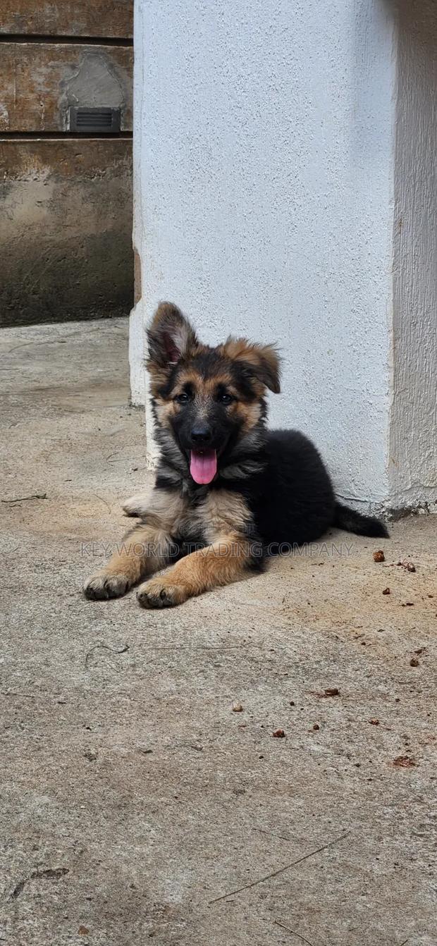 1-3 months Male Purebred German Shepherd - thumbnail 10
