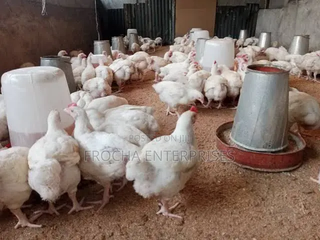 Healthy, Plump Broilers For Sale – Live Or Dressed (Ready To Cook