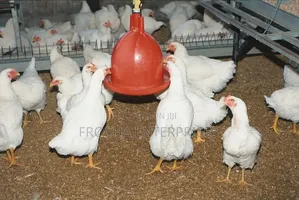 Healthy, Plump Broilers For Sale – Live Or Dressed (Ready To Cook