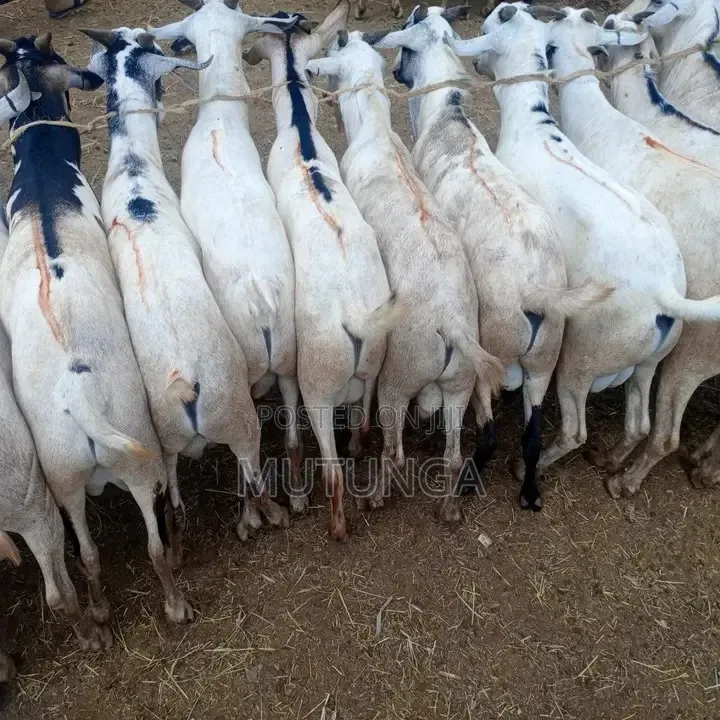 Galla Goats For Meat And Breeding