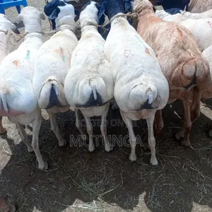 Somali Blackhead Sheep
