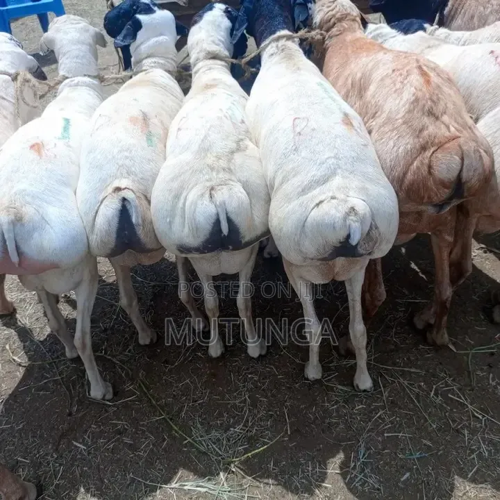 Somali Blackhead Sheep