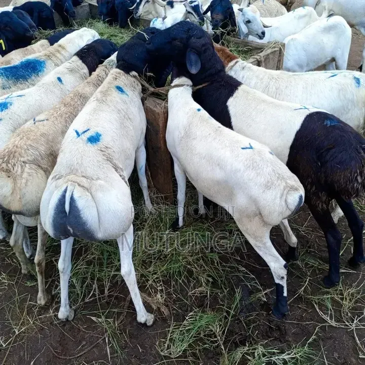Somali Blackhead Sheep