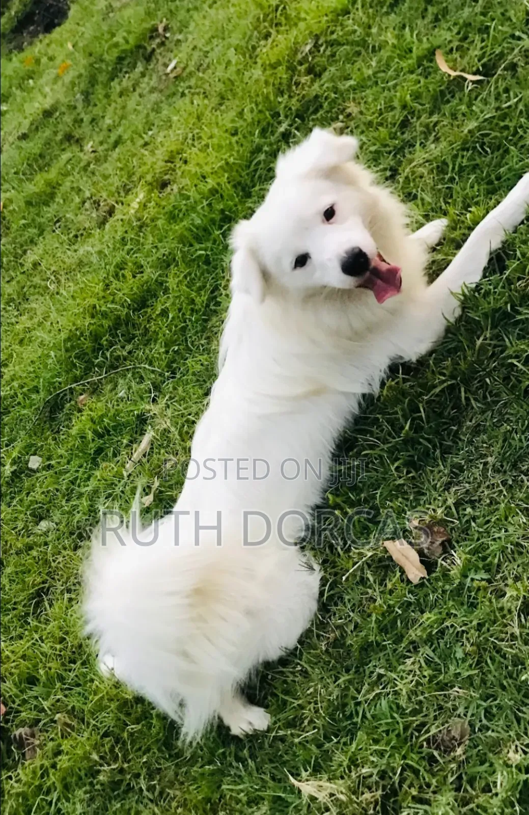1+ year Male Purebred Japanese Spitz