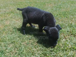 3-6 months Male Purebred American Pit Bull Terrier