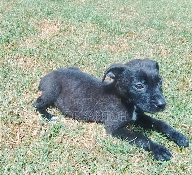 3-6 months Male Purebred American Pit Bull Terrier - thumbnail 2