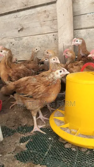1 Day to 2 Months Old F1 Sasso Chicks for Sale