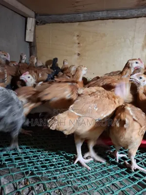 1 Month Old Chicks Ruai
