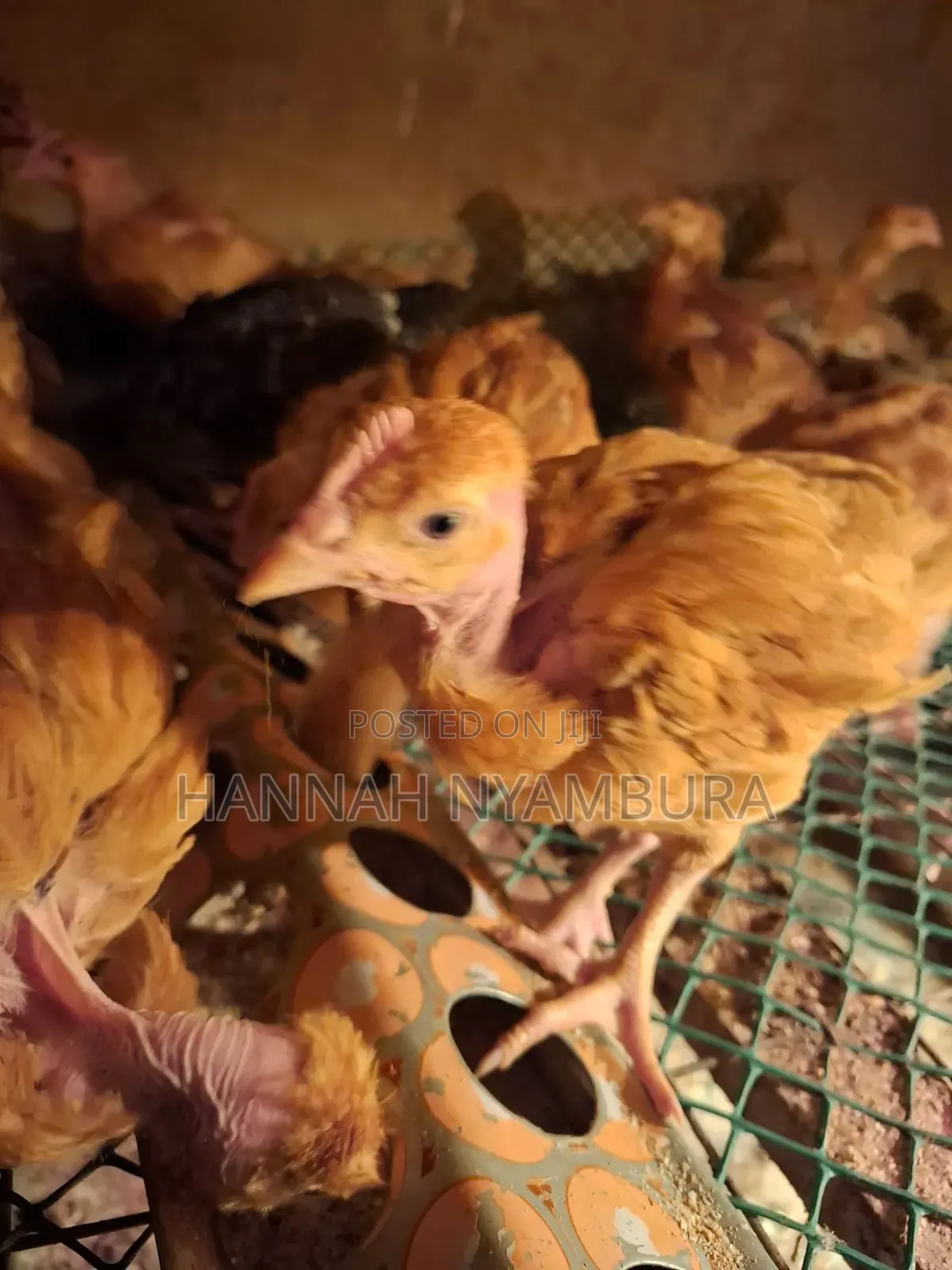 1 Month Old Chicks Ruai