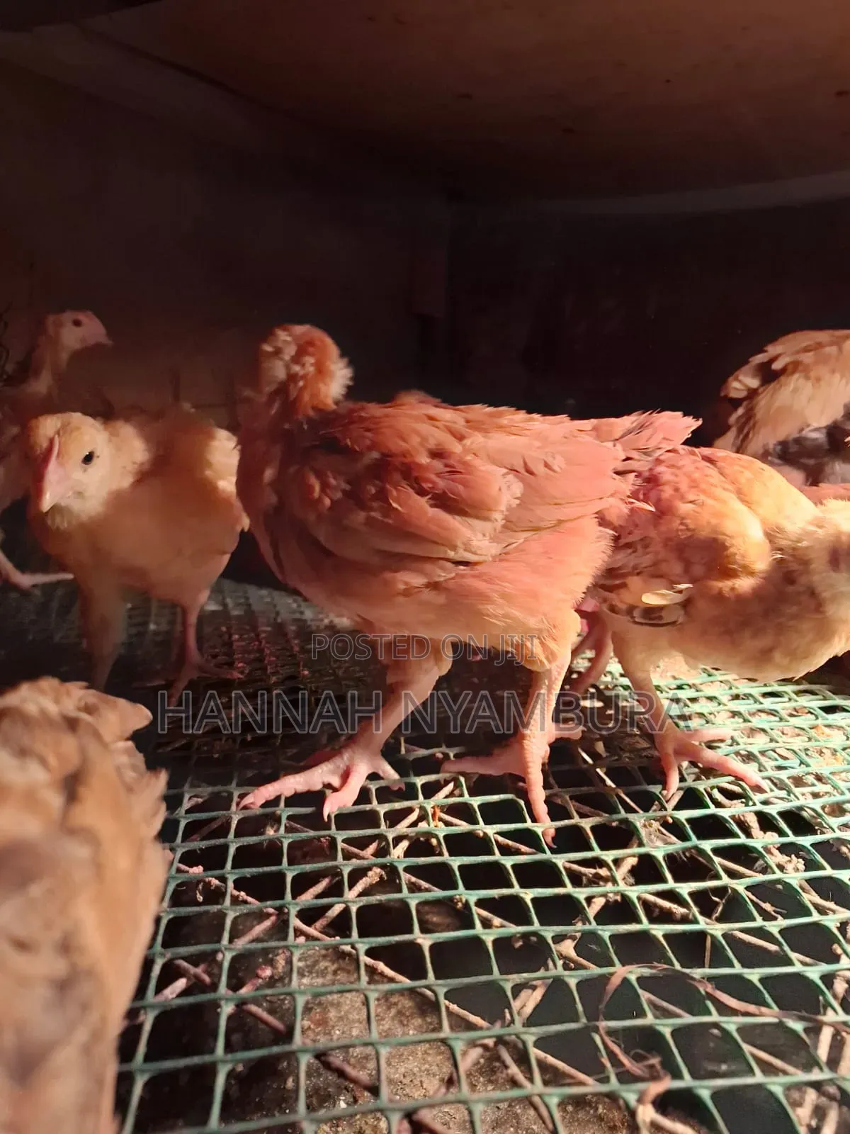 1 Month Old Chicks Ruai