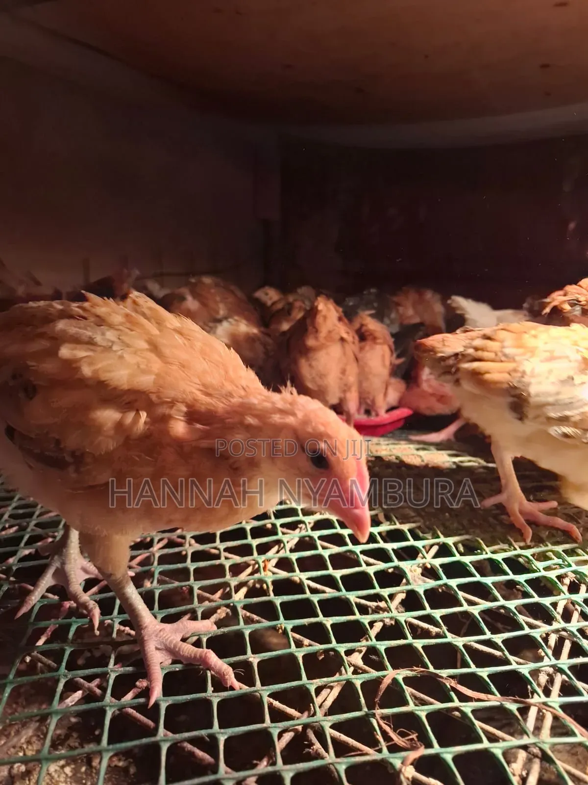1 Month Old Chicks Ruai