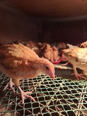 1 Month Old Chicks Ruai