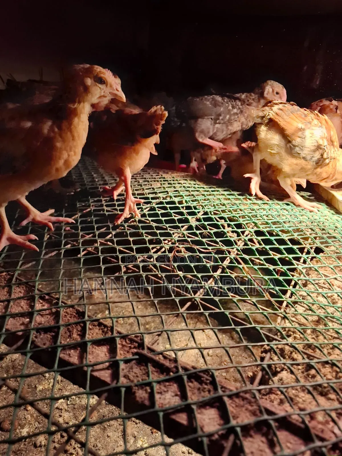 1 Month Old Chicks Ruai