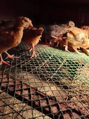 1 Month Old Chicks Ruai