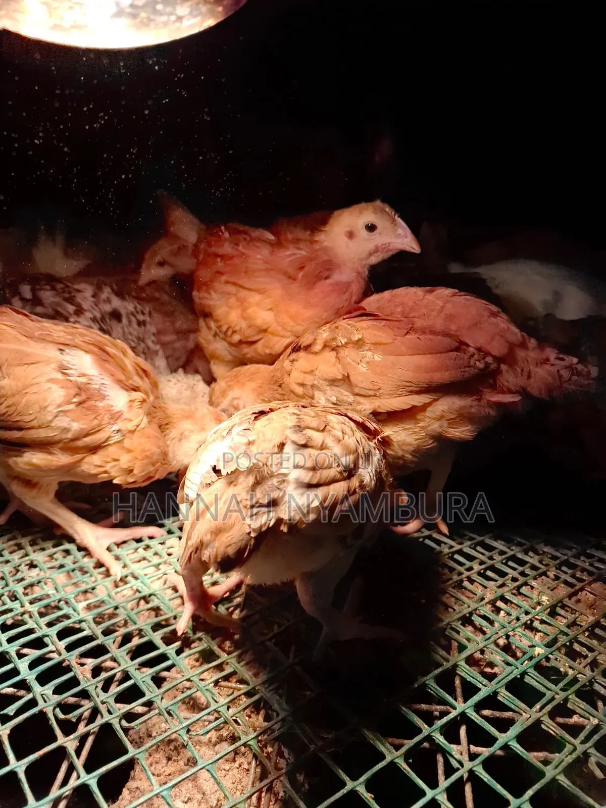 1 Month Old Chicks Ruai