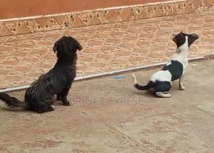 1-3 months Female Purebred Jack Russell Terrier